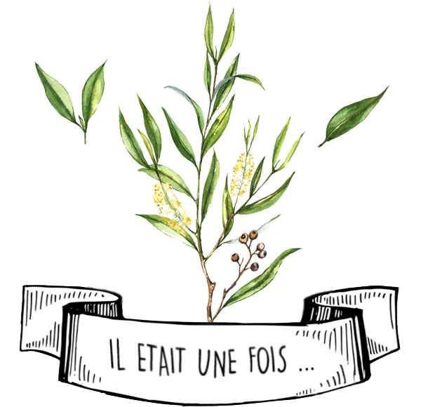 Olyaris - Huile Essentielle de Tea Tree : Le Grand Guide Complet